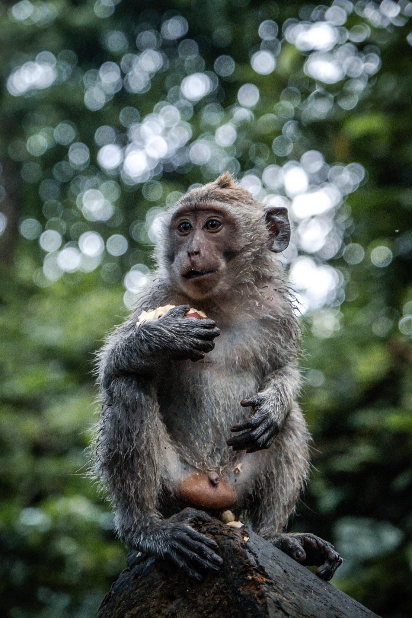 singe monkey forest ubud