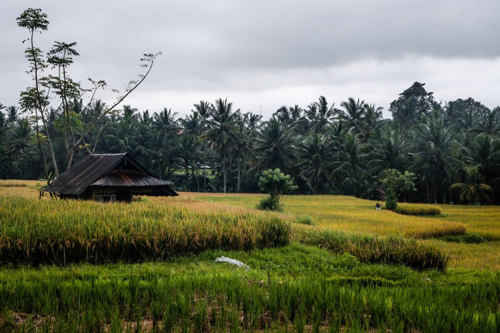 sweet orange warung walk ubud