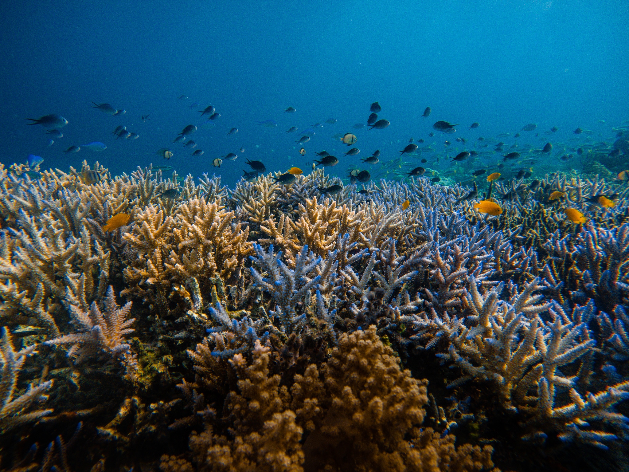 coraux de coral guardian