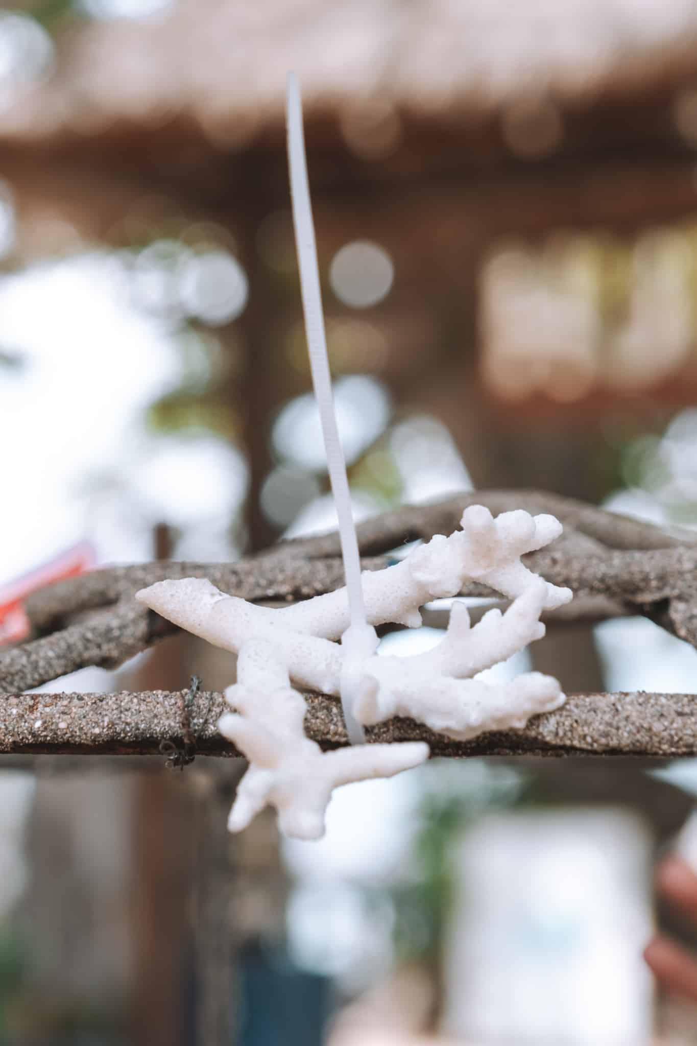 coral catch gili air