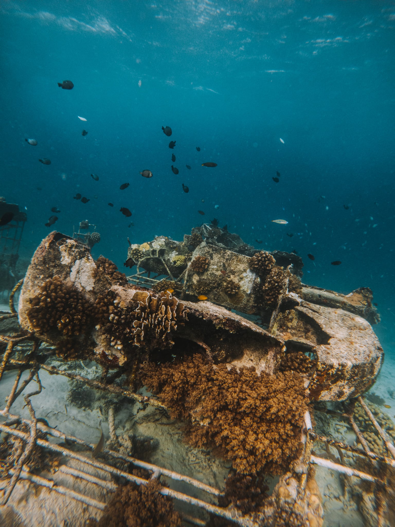 replantation corail gili eco trust
