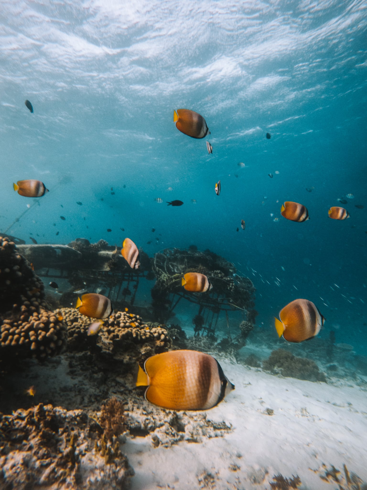 poisson recif gili trawangan