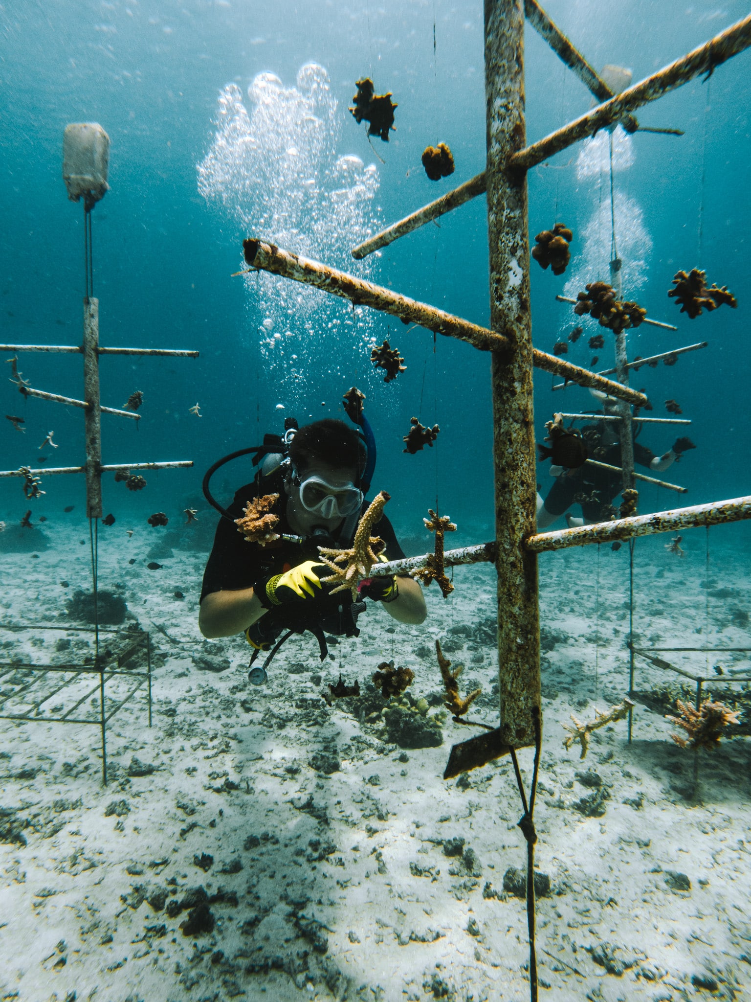 arbre à corail gili air