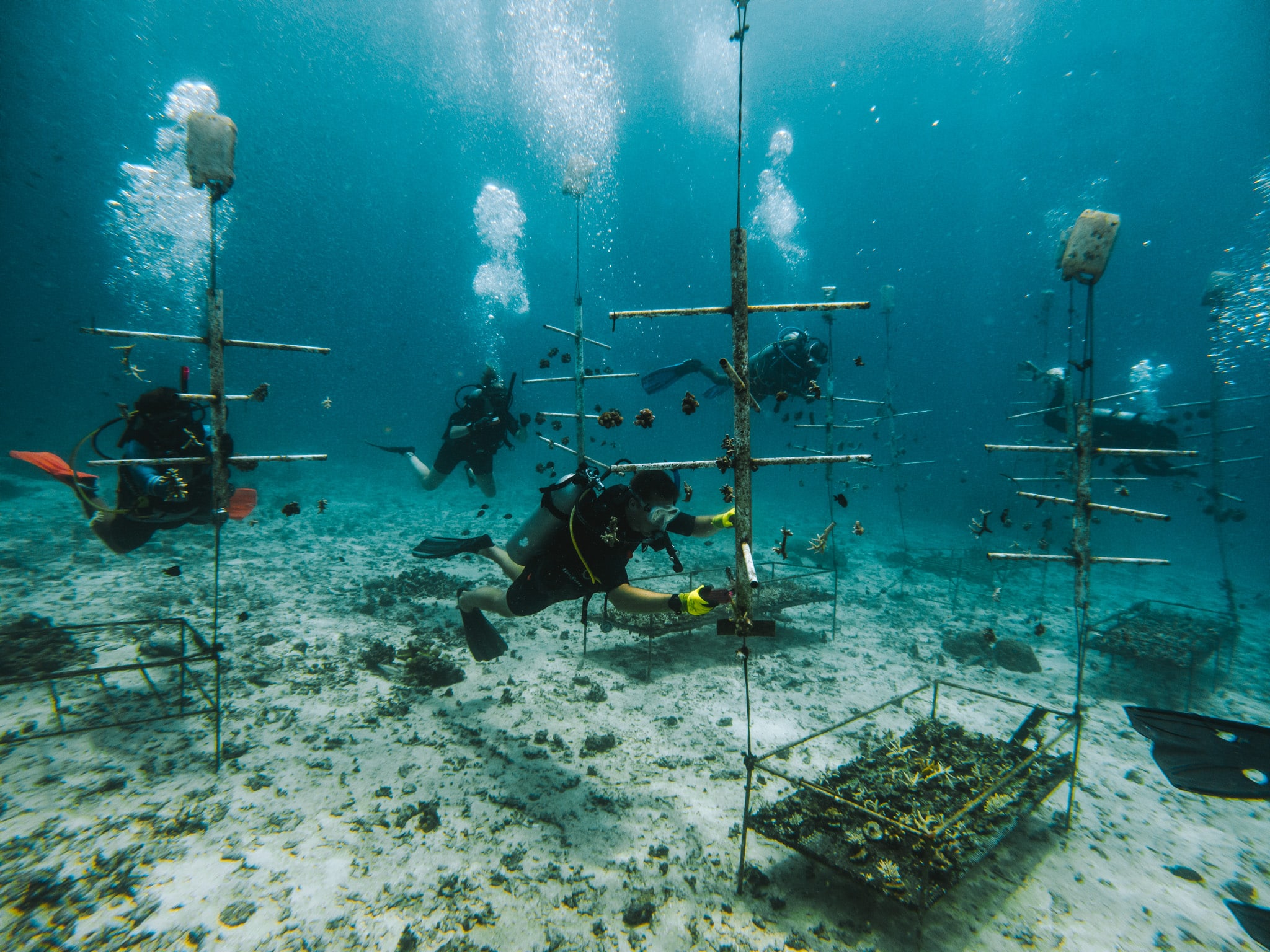nettoyage des arbres à coraux coral catch