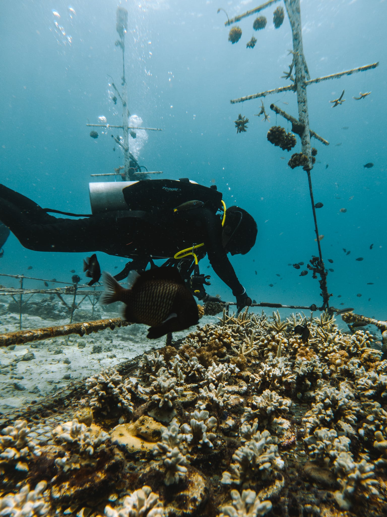 bébé coraux coral catch