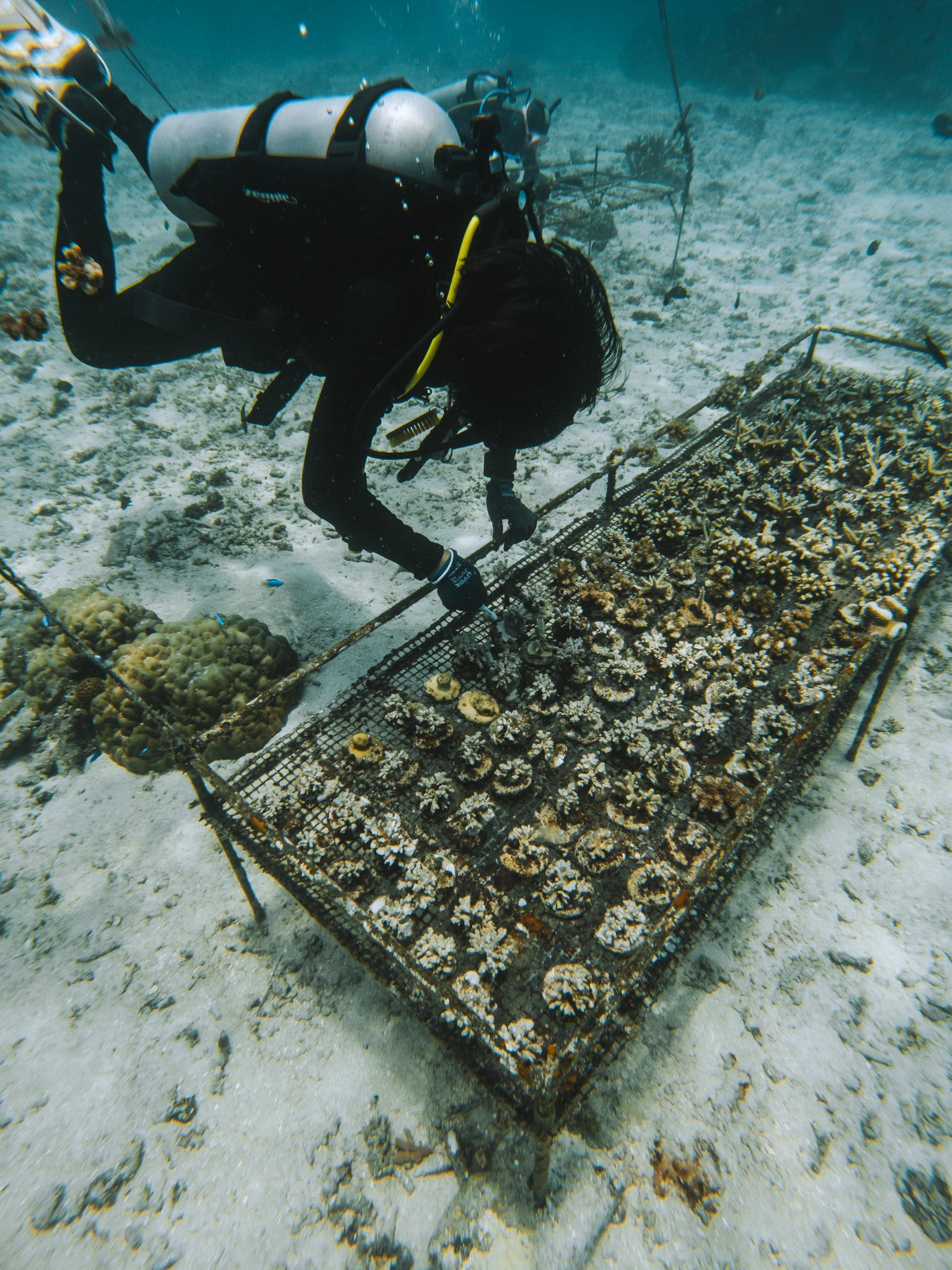 nurserie de corail coral catch