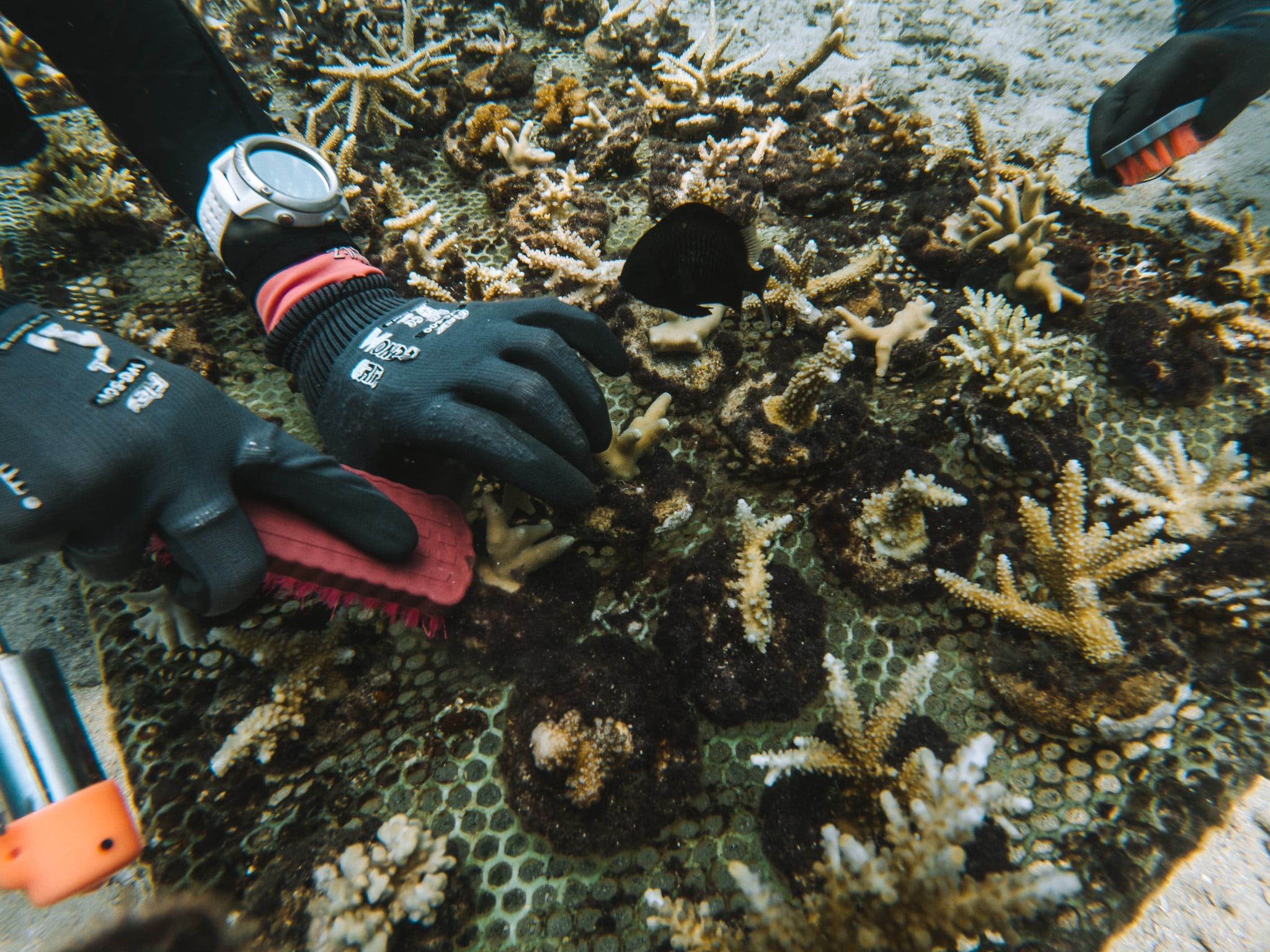 replanter des coraux gilis