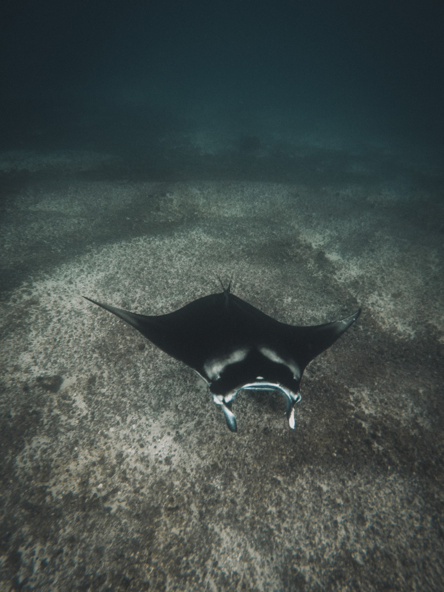 raie manta snorkeling komodo