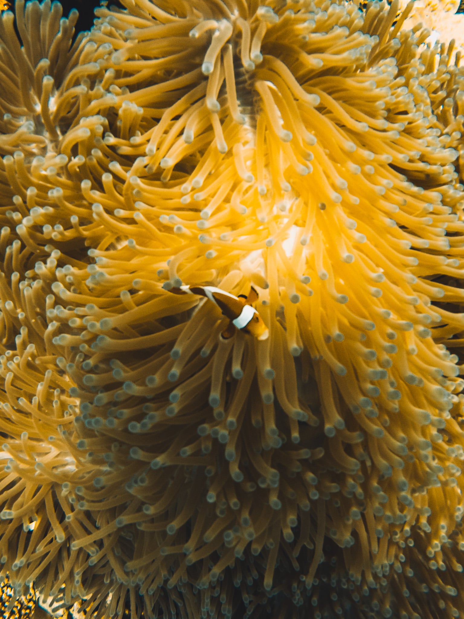 anemone et poisson clown plonger komodo