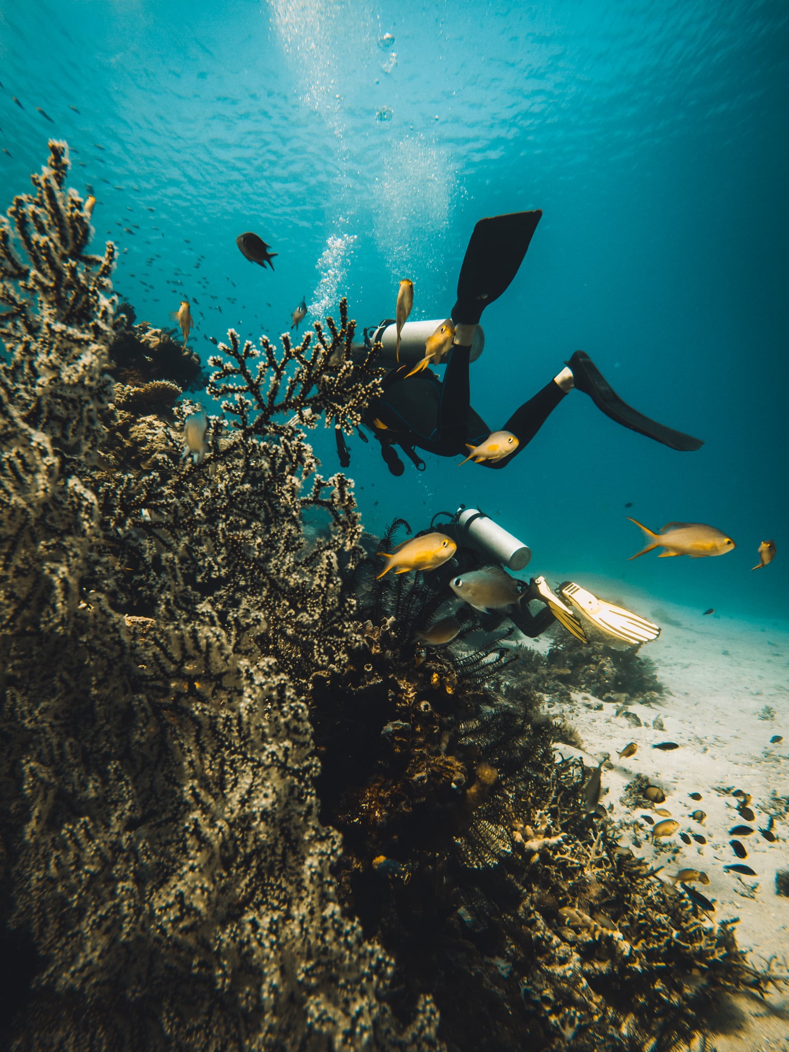 une plongee sur komodo