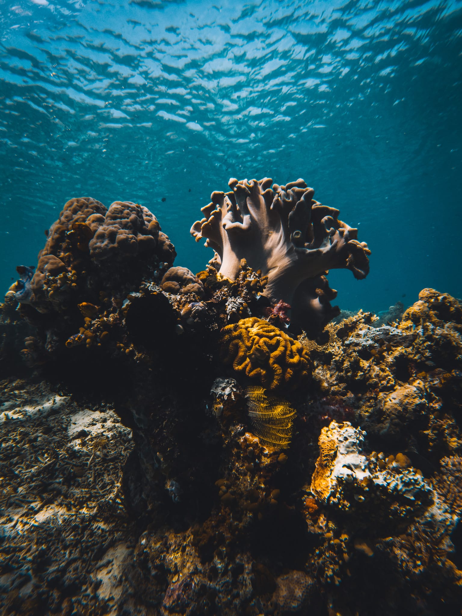 coraux massifs labuan bajo flores