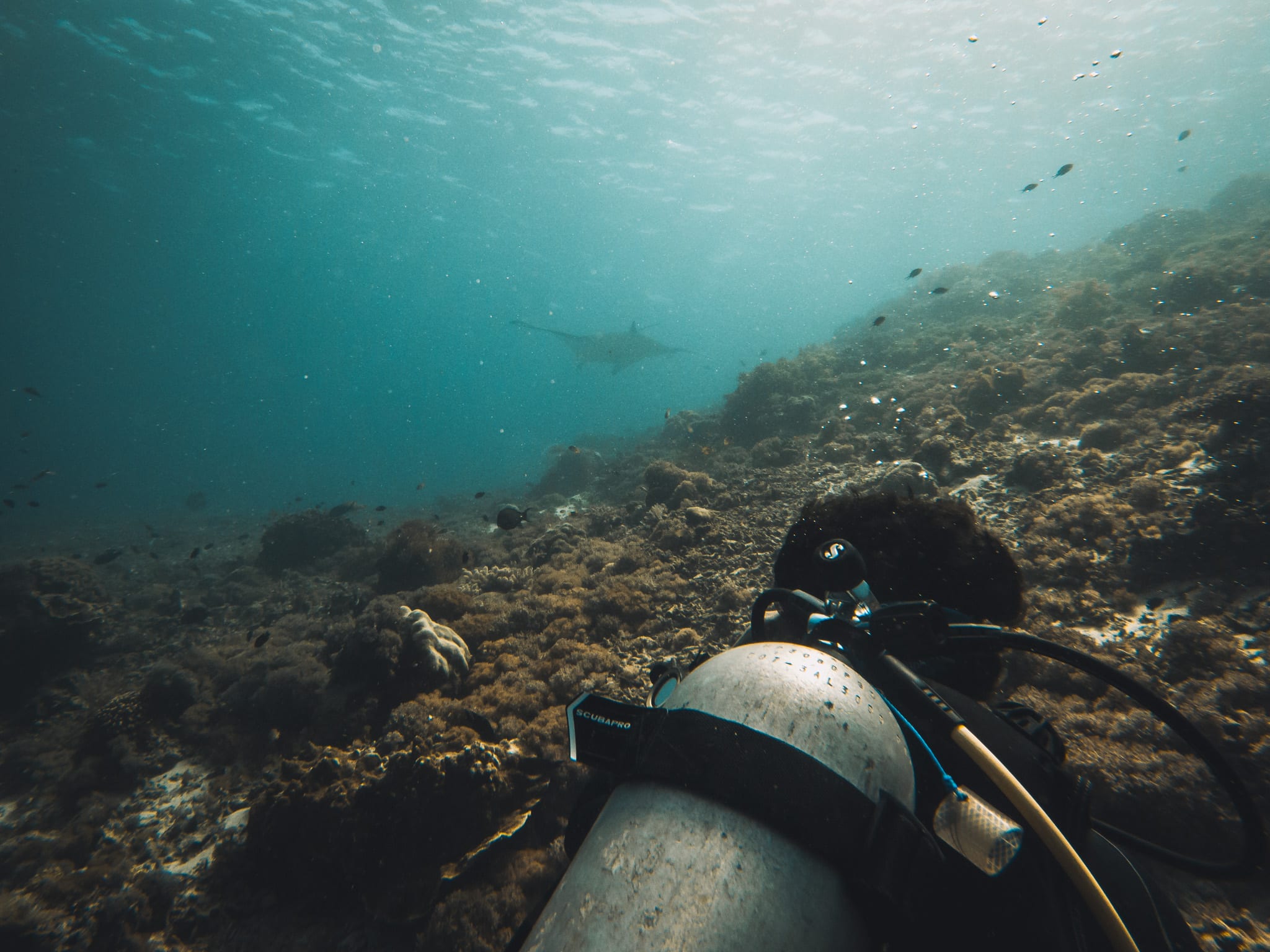 raie manta a komodo plongée