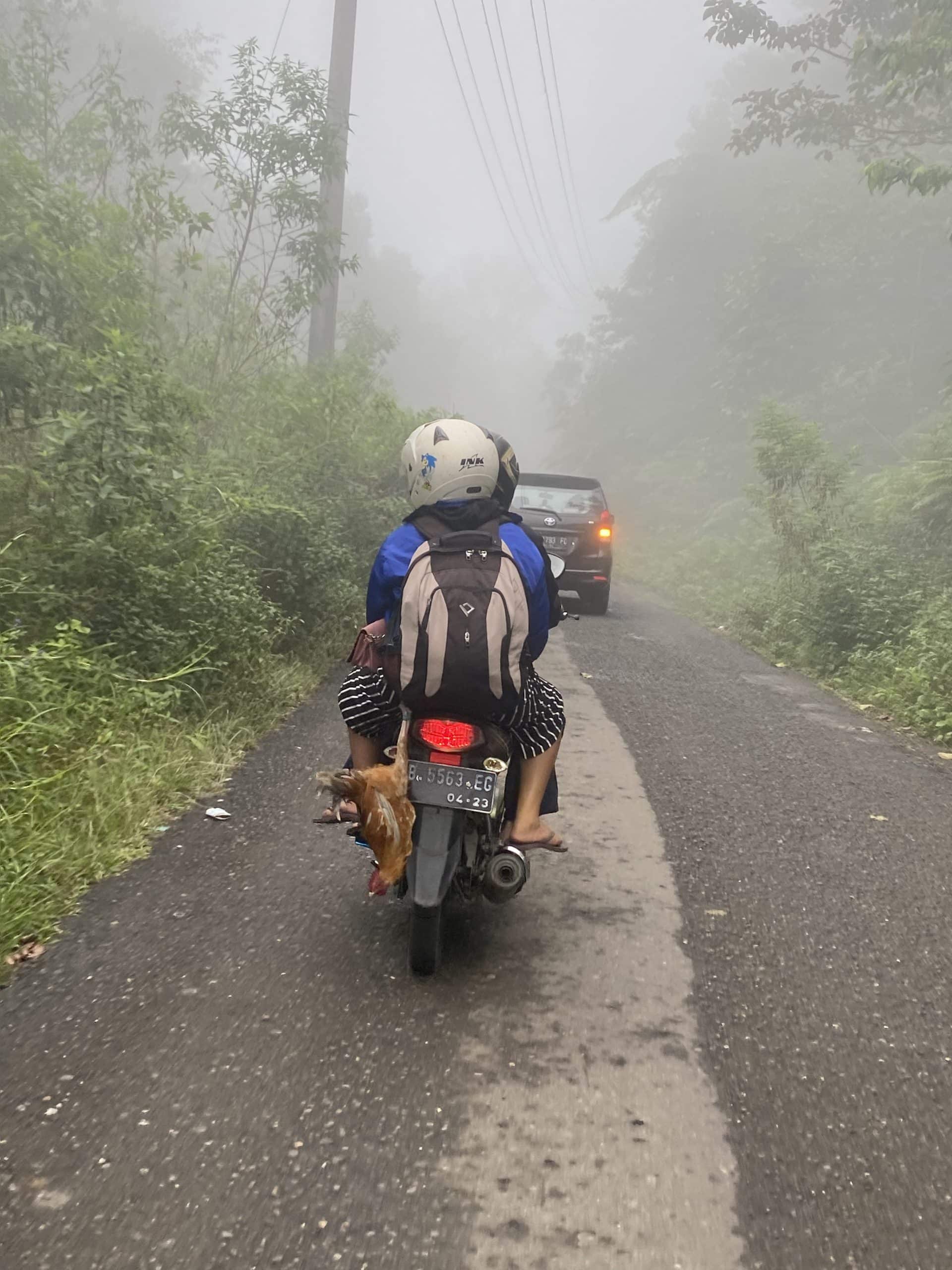 Poulet accroché sur un scooter à Flores en Indonesie