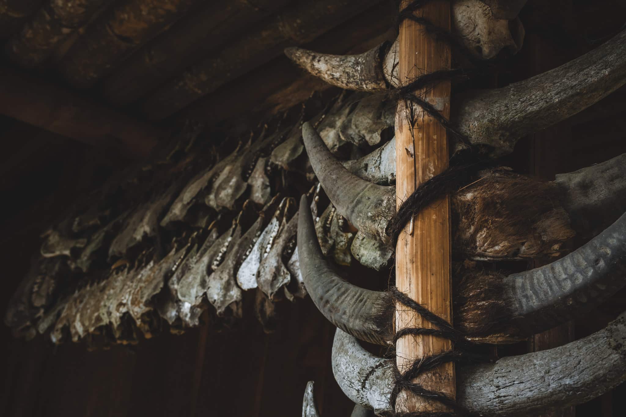 Collection de machoires et de cornes de Buffles au village de Luba