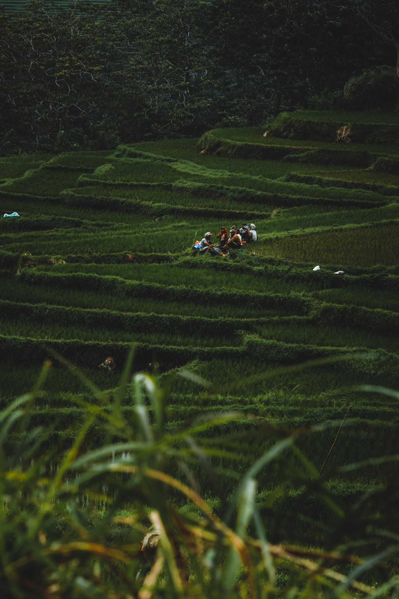Pause déjeuner dans les rizières de Flores
