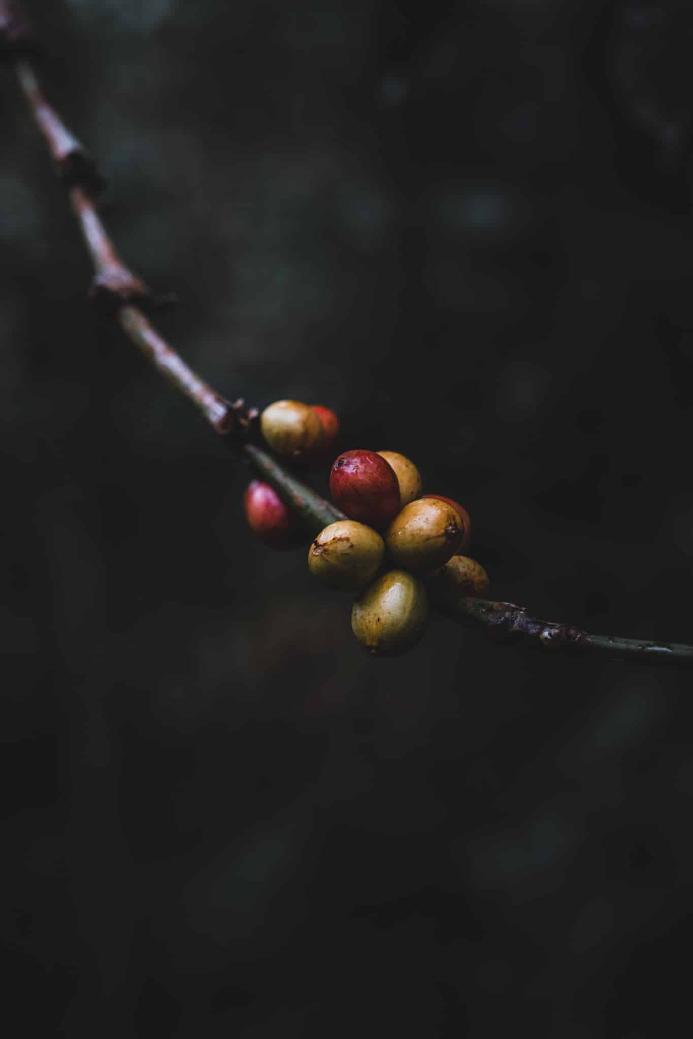 Grains de café des plantations du village de Wae Rebo à Flores