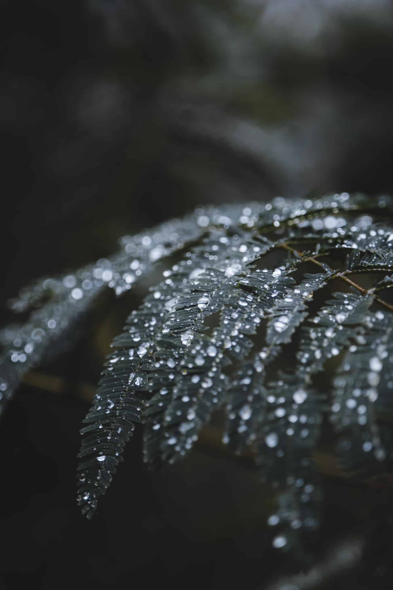 Fougères avec la rosée du matin au village de Wae Rebo en indonesie