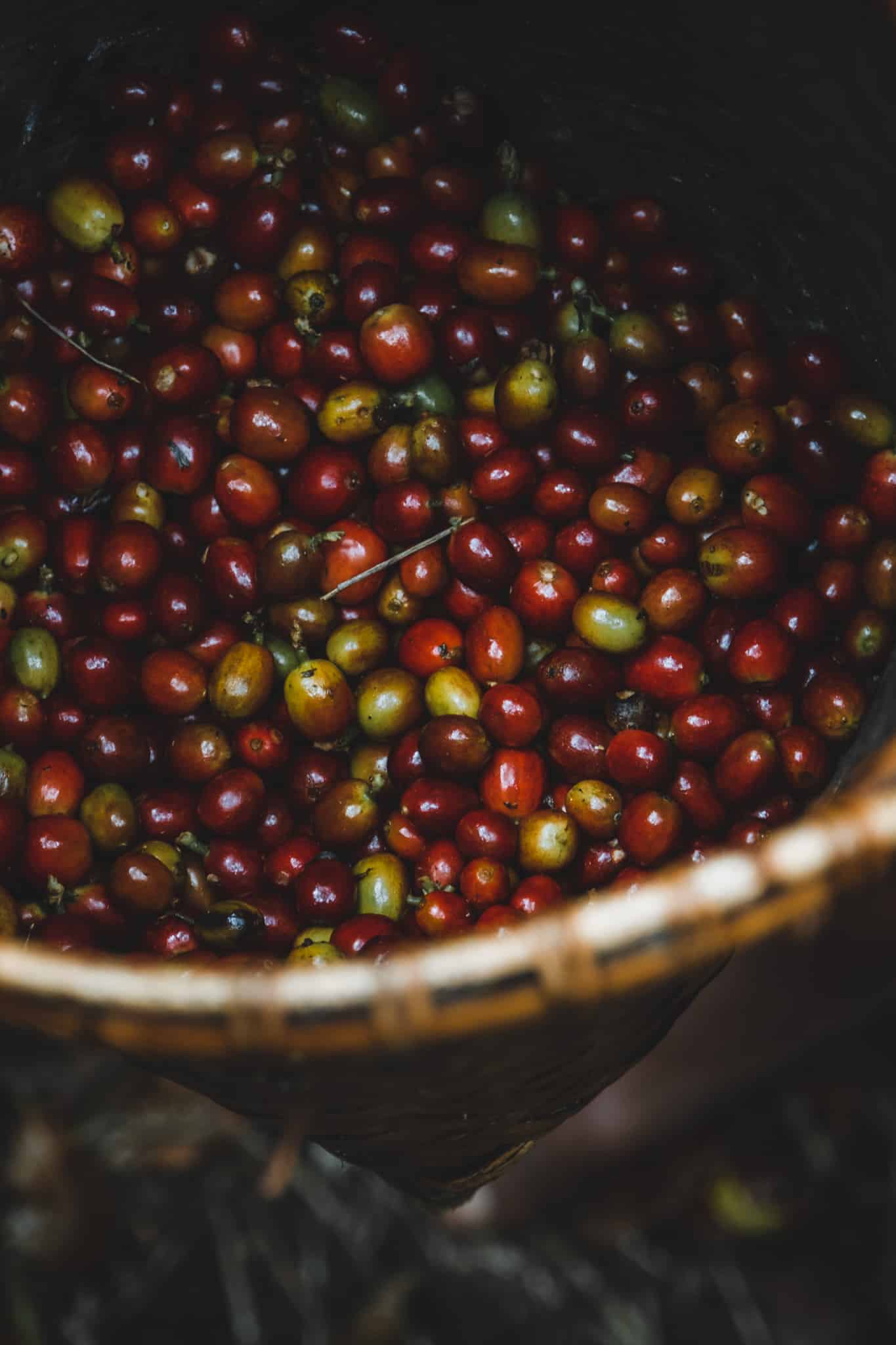 Recolte du café à Wae Rebo Indonesie