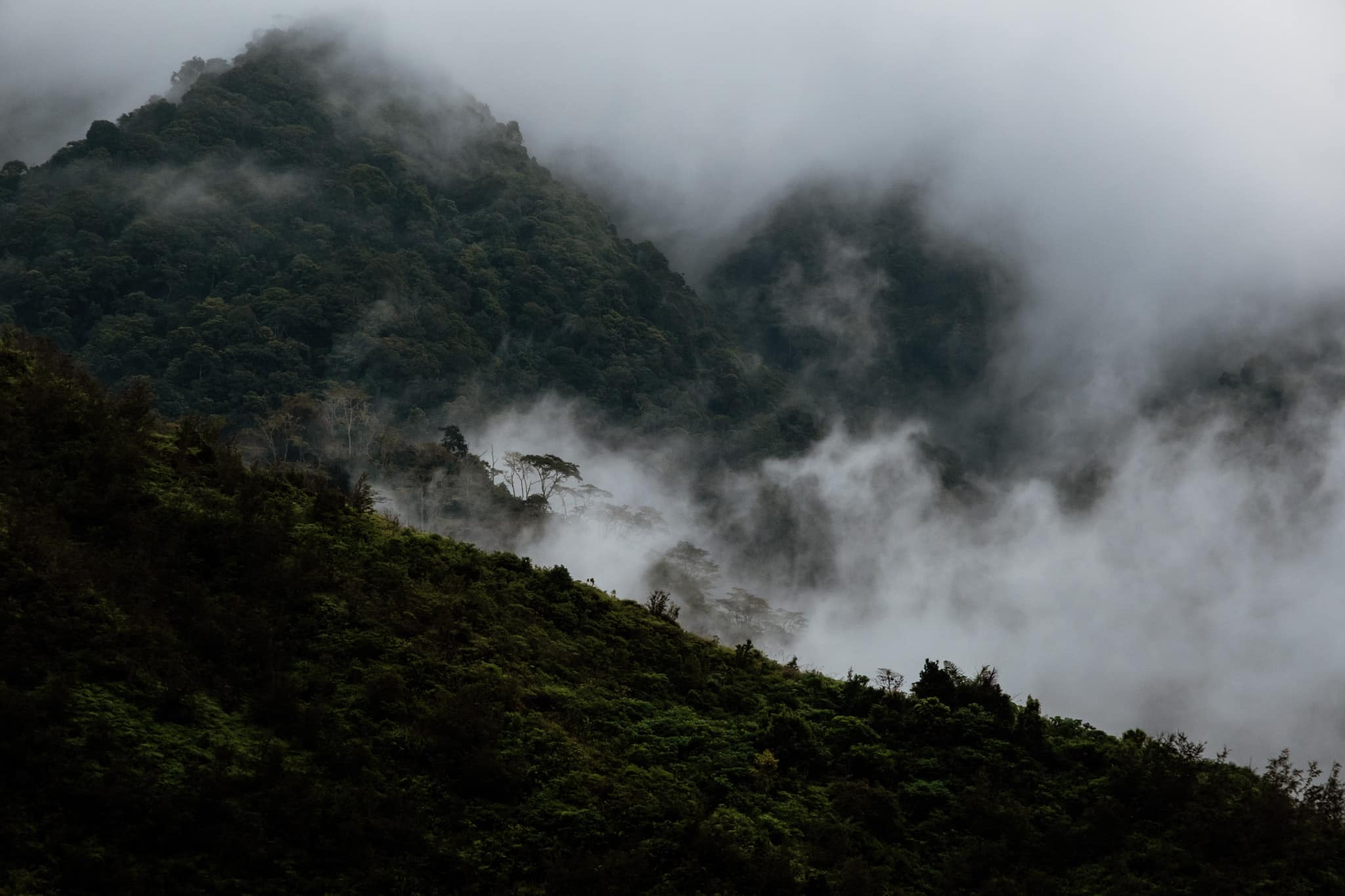 Brume mystique dans les montagnes