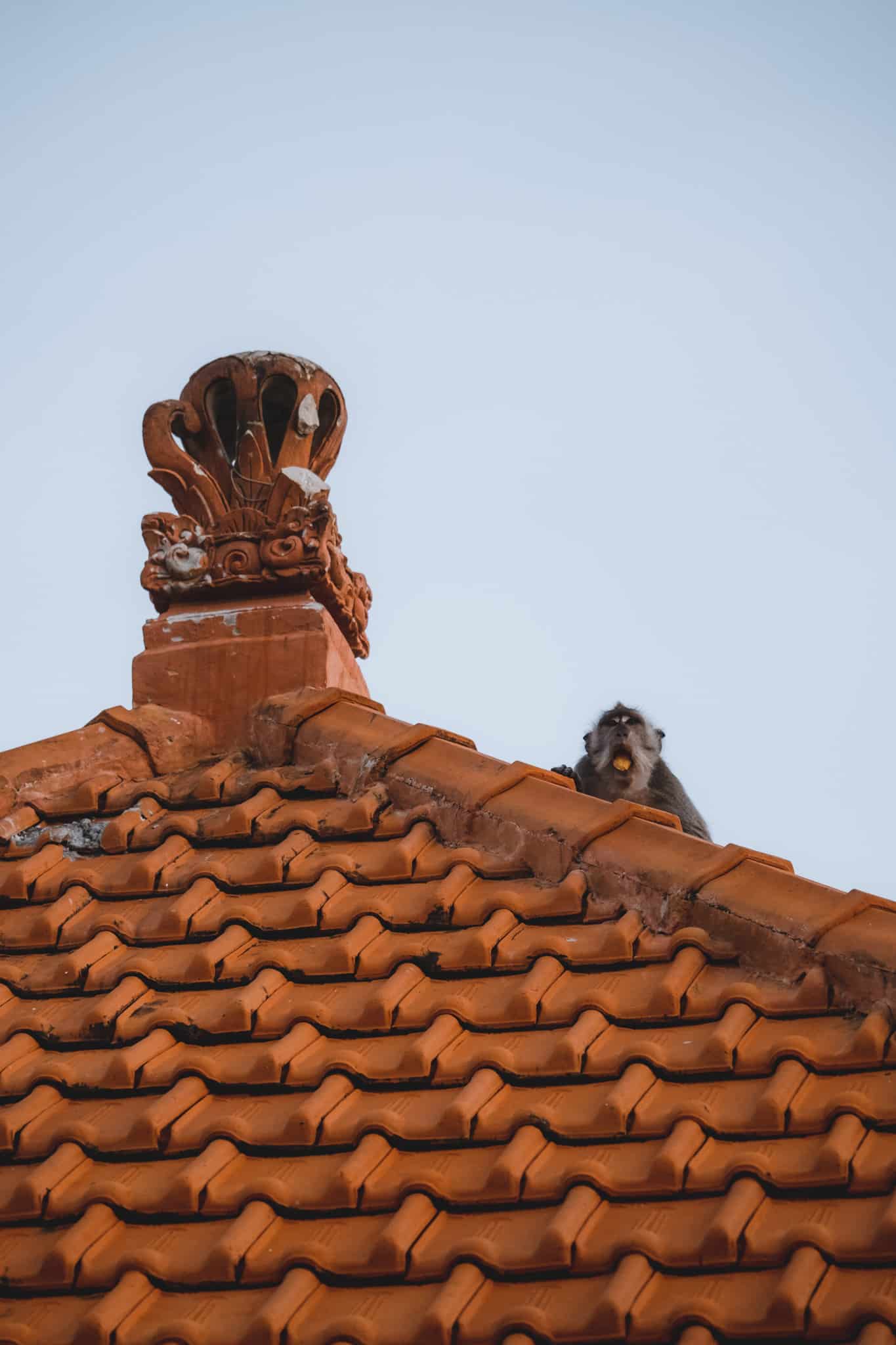 singes fou temple bali