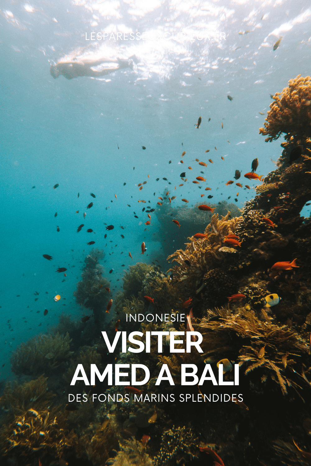pinterest : que faire a amed : snorkeling