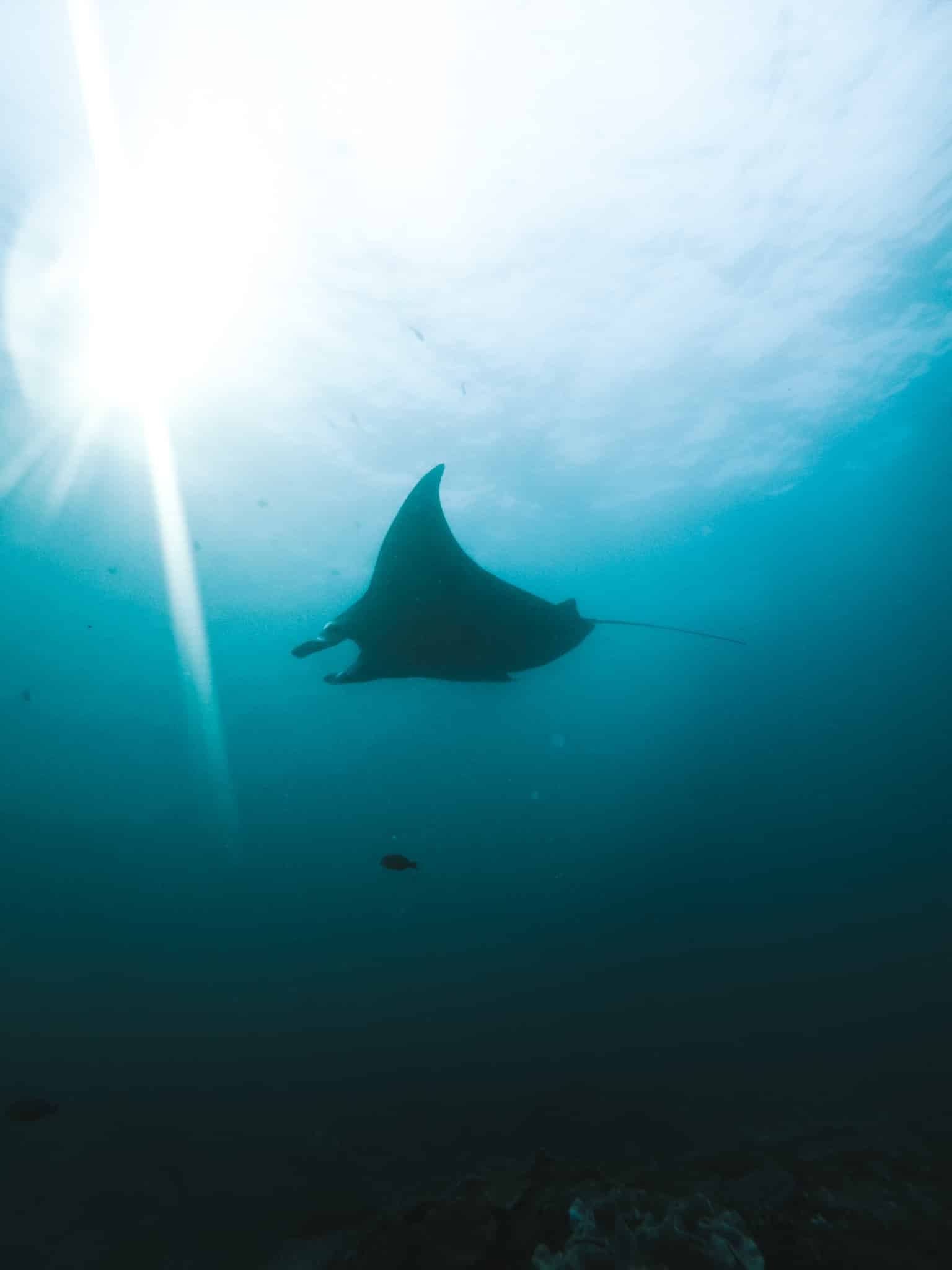 plonger avec des raies nusa penida