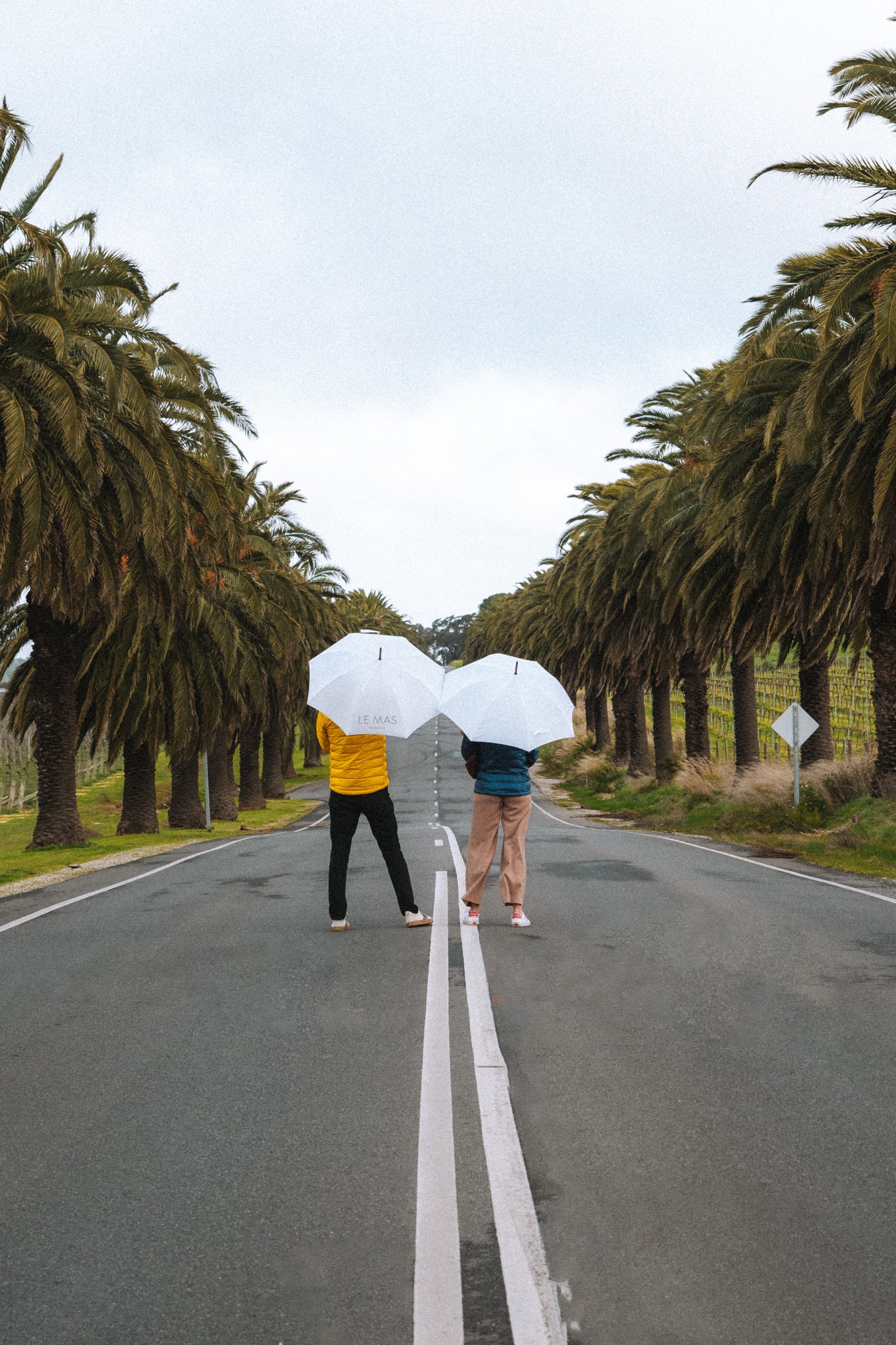 La célèbre Seppeltsfield Road dans la région de Barossa