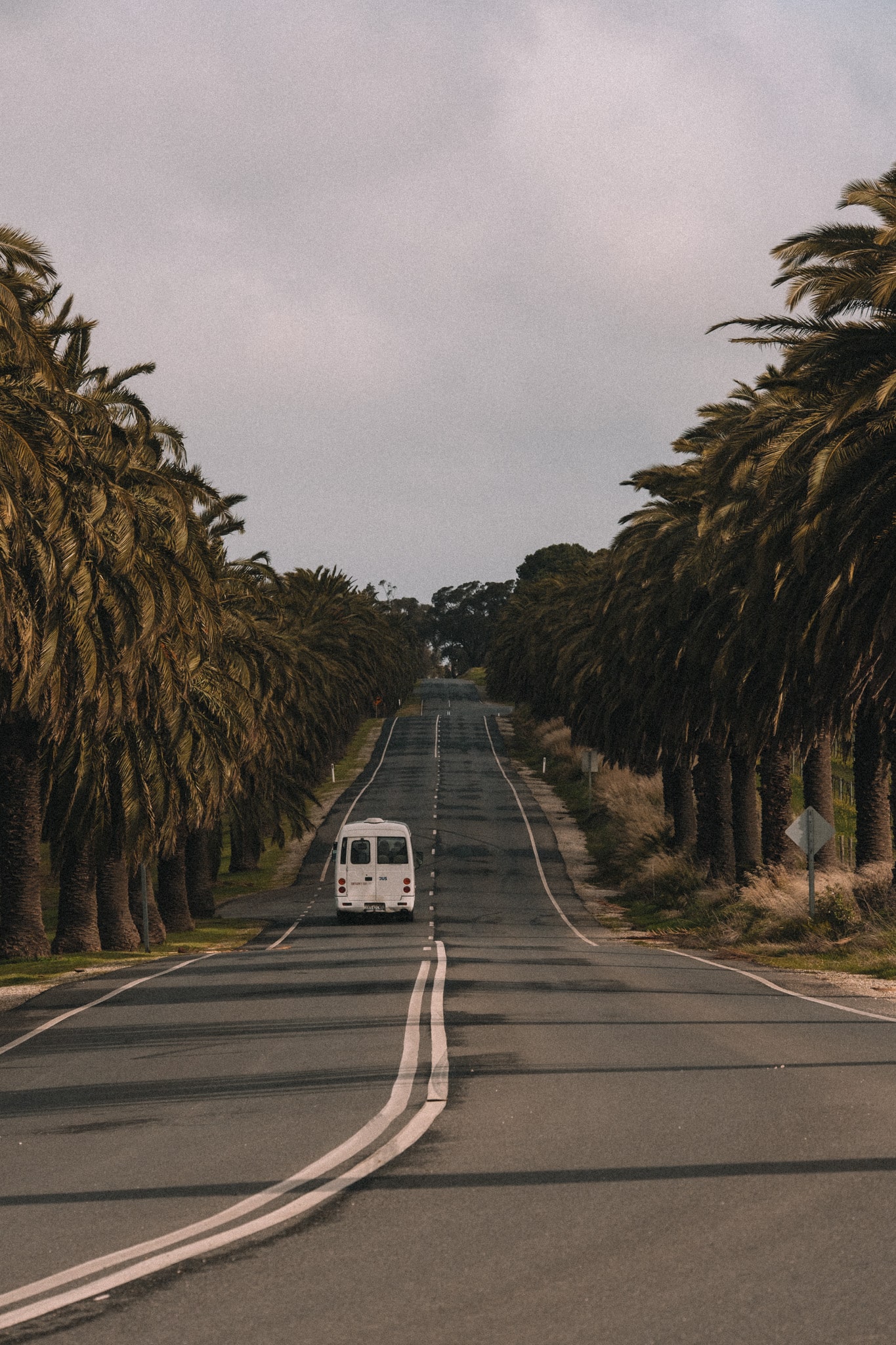 Voiture entourée de palmes sur la Seppeltsfield Road dans la région de Barossa