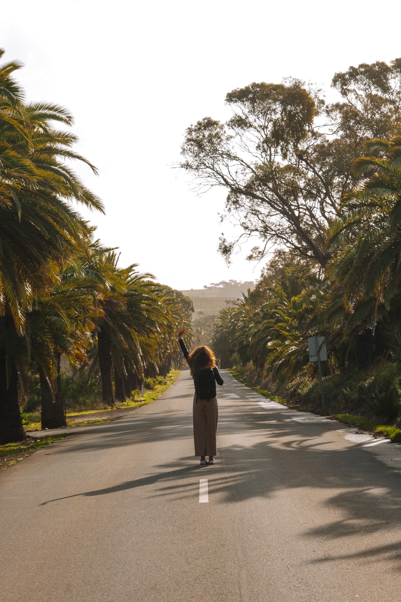 Seppeltsfield Road entouré de palmes dans la région de Barossa Valley