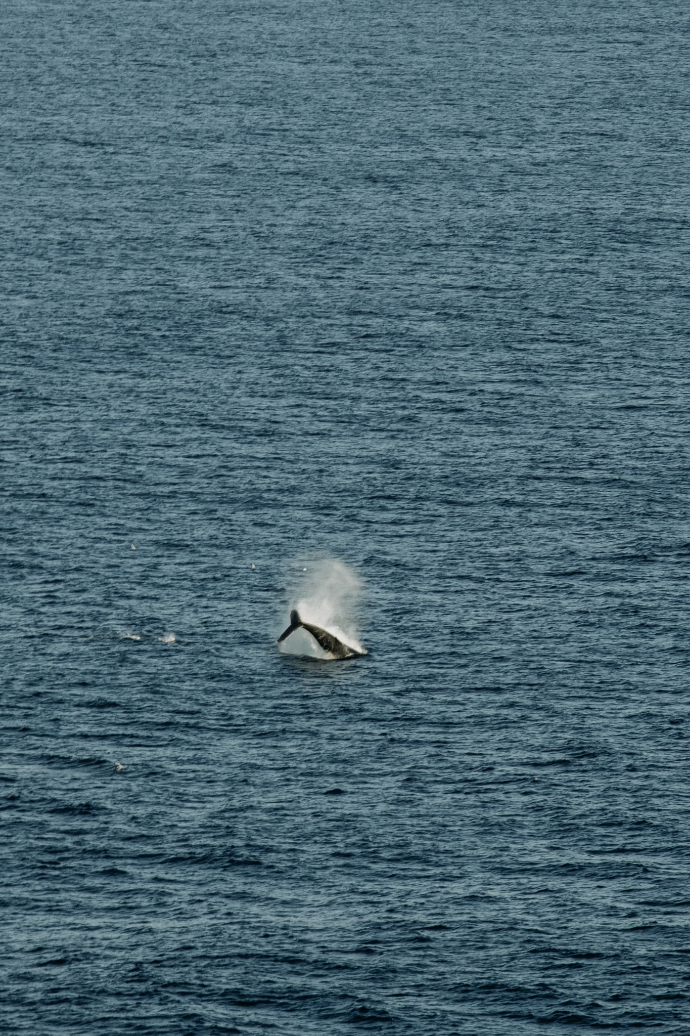 Baleine qui fait son show