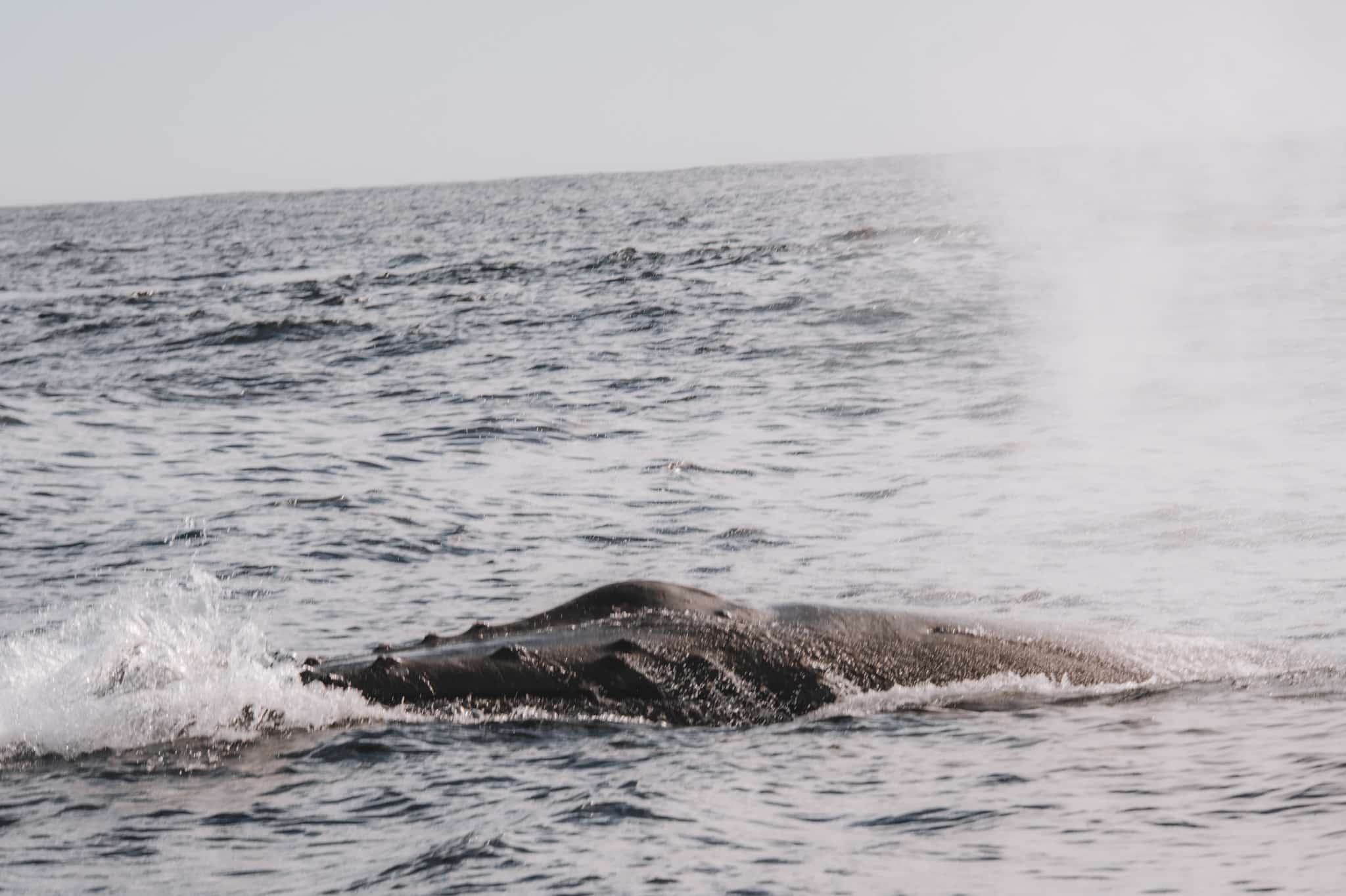 Une baleine très près de nous pendant une excursion de whales watching à byron bay