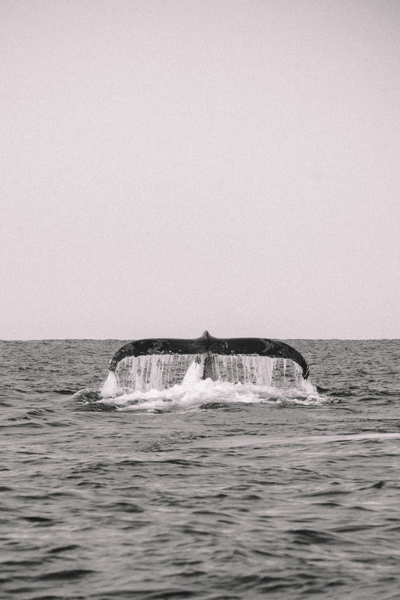 Queue de baleine lors d'une excursion en mer avec Wild Byron