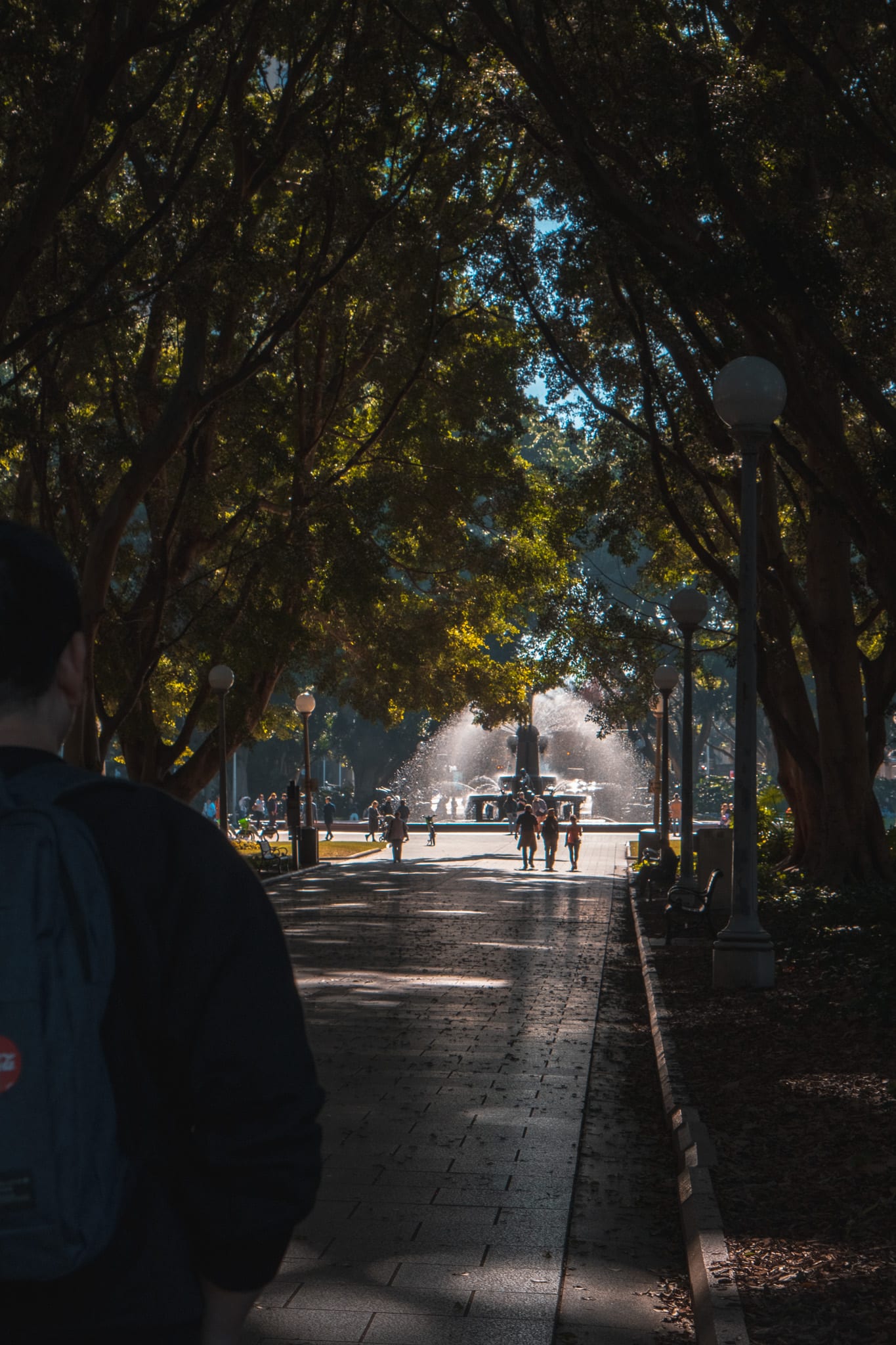hyde park et ses grands arbres