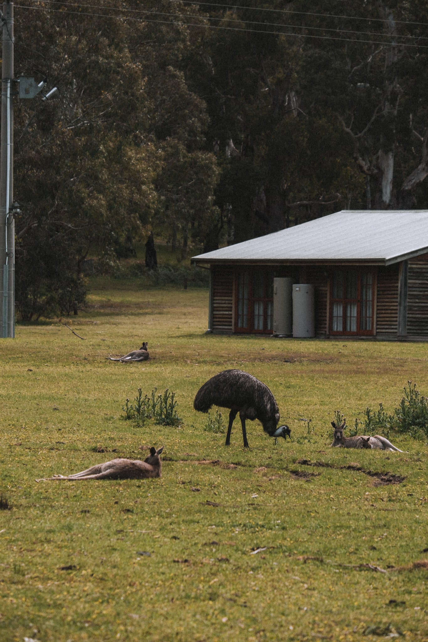 observer des emeus et des kangourou dans les grampians victoria