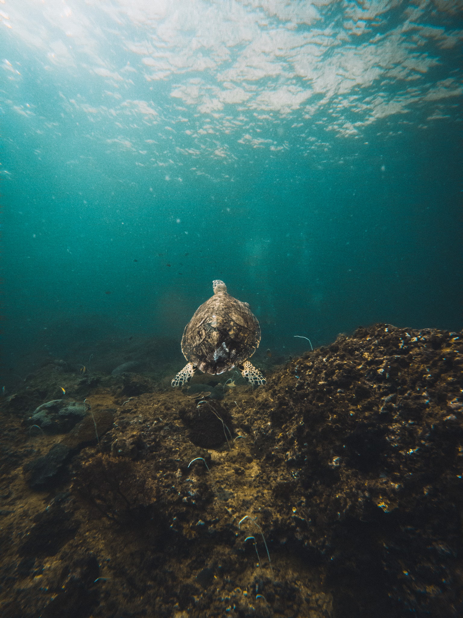 Tortue à Koh Phi Phi