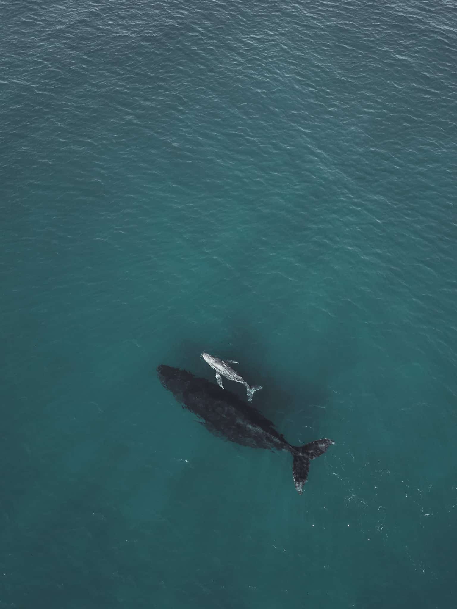 voir des baleines en australie