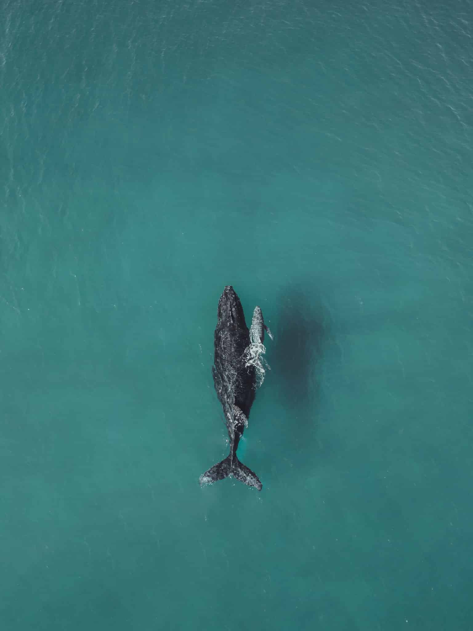 migration des baleines a bosse en australie