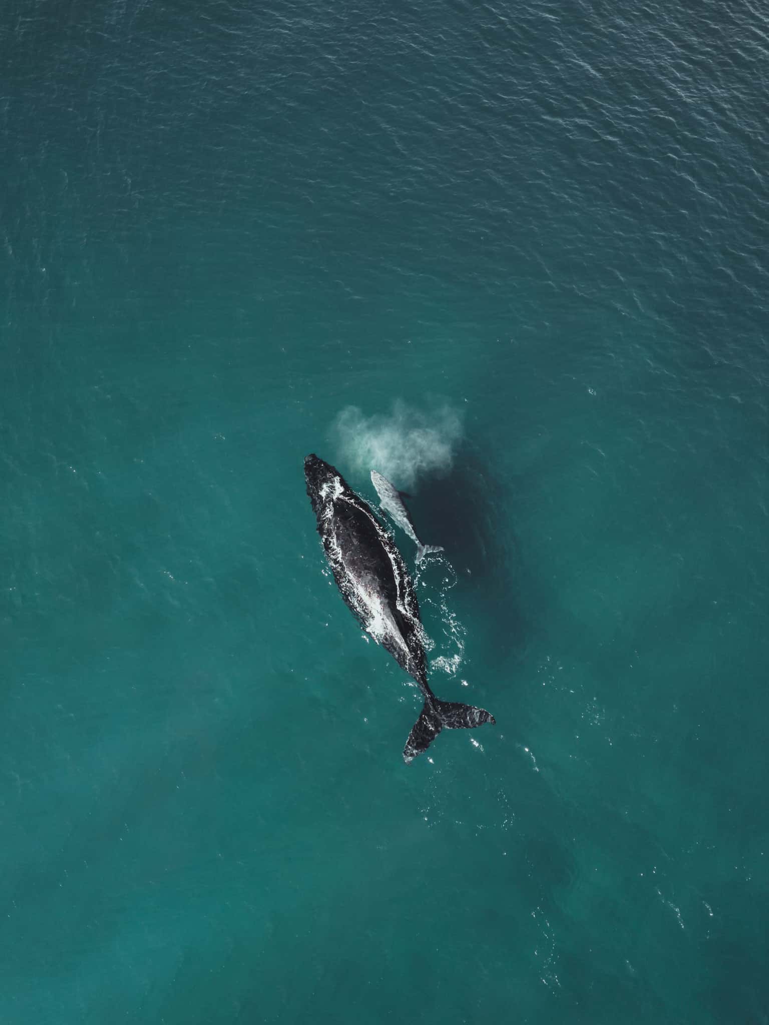 voir des baleines dans le queensland en australie