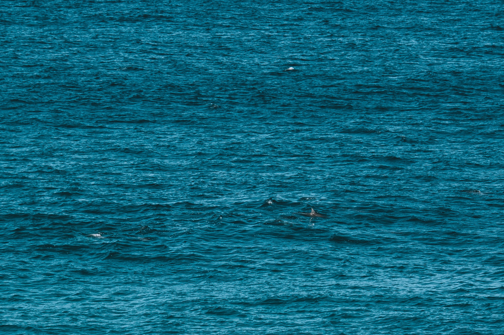 voir des dauphins a North Stradbroke Island