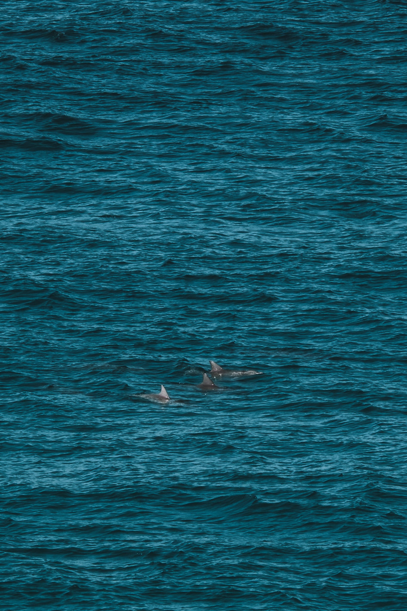 que faire a palma de majorque : voir des dauphins