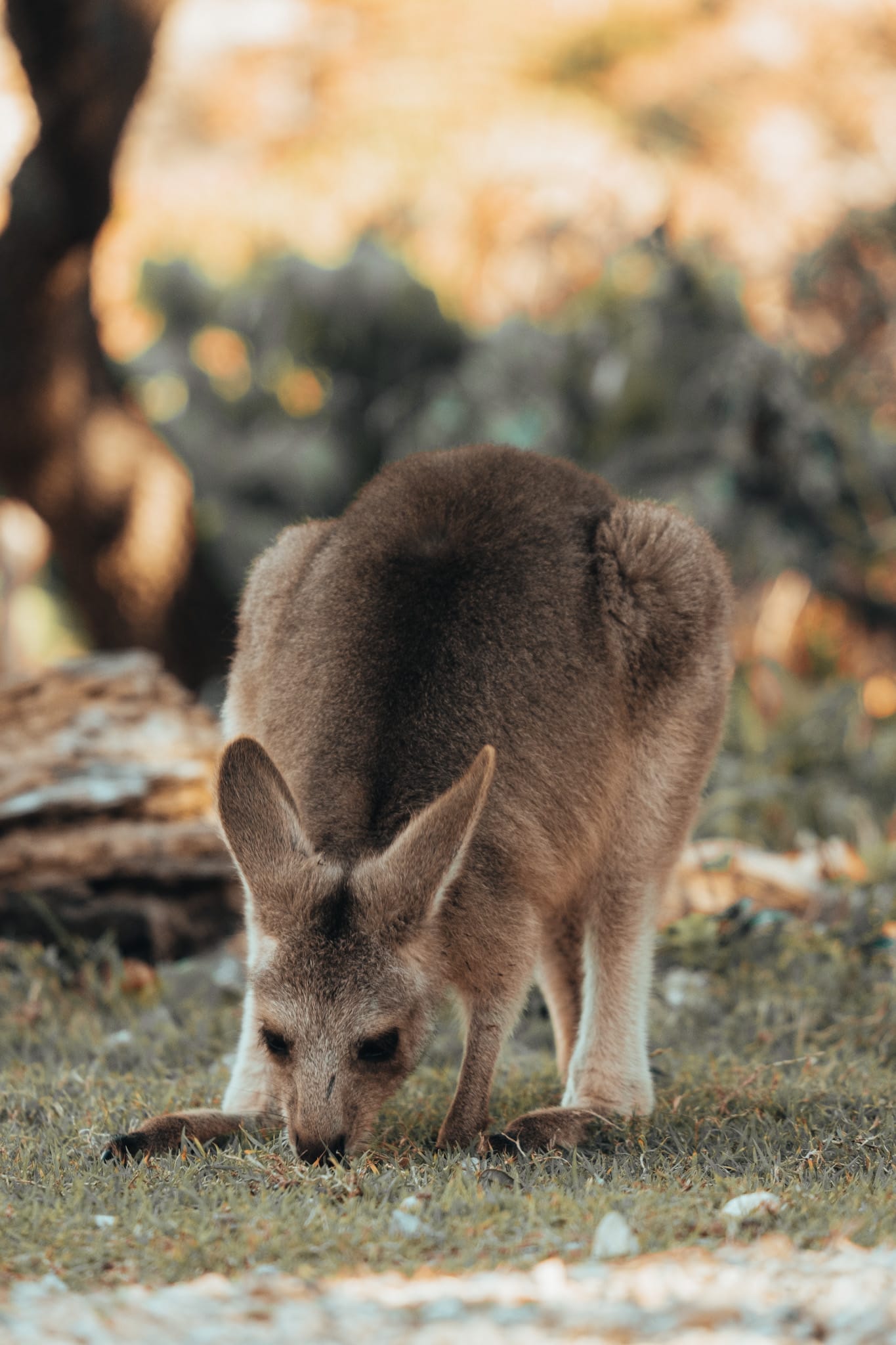 kangourou sur north-stradbroke-island