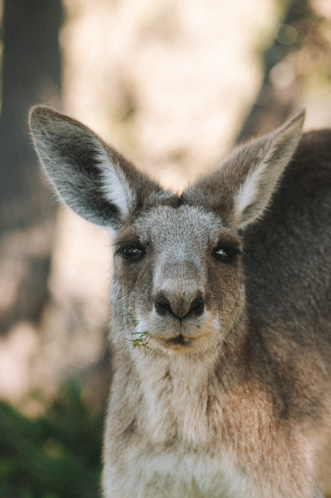 voir des kangourous sur Straddie : trop mimi