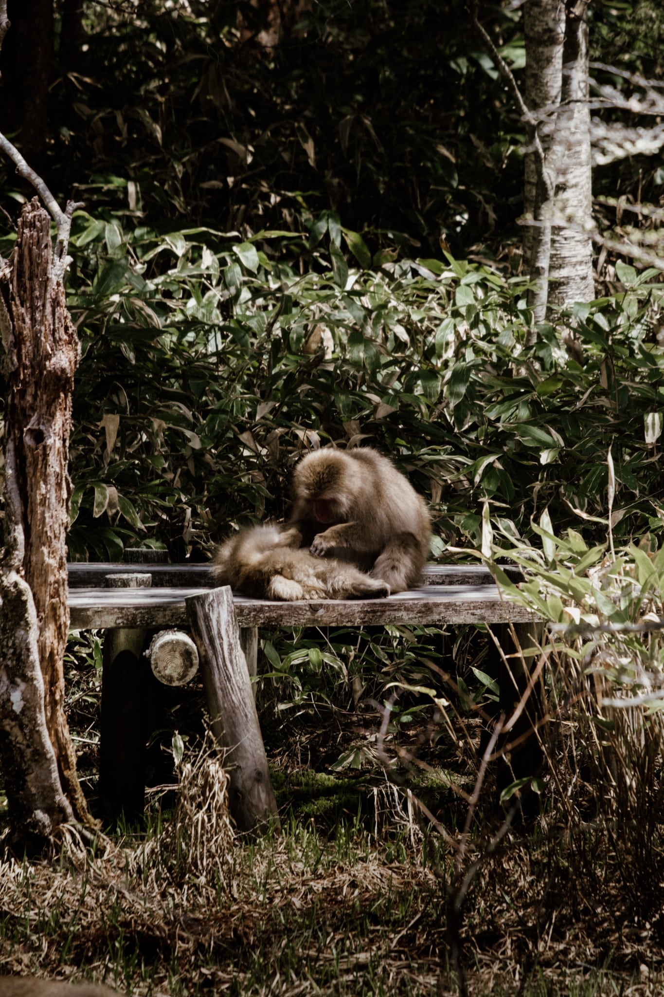 singe japonais dans le parc de kamikochi