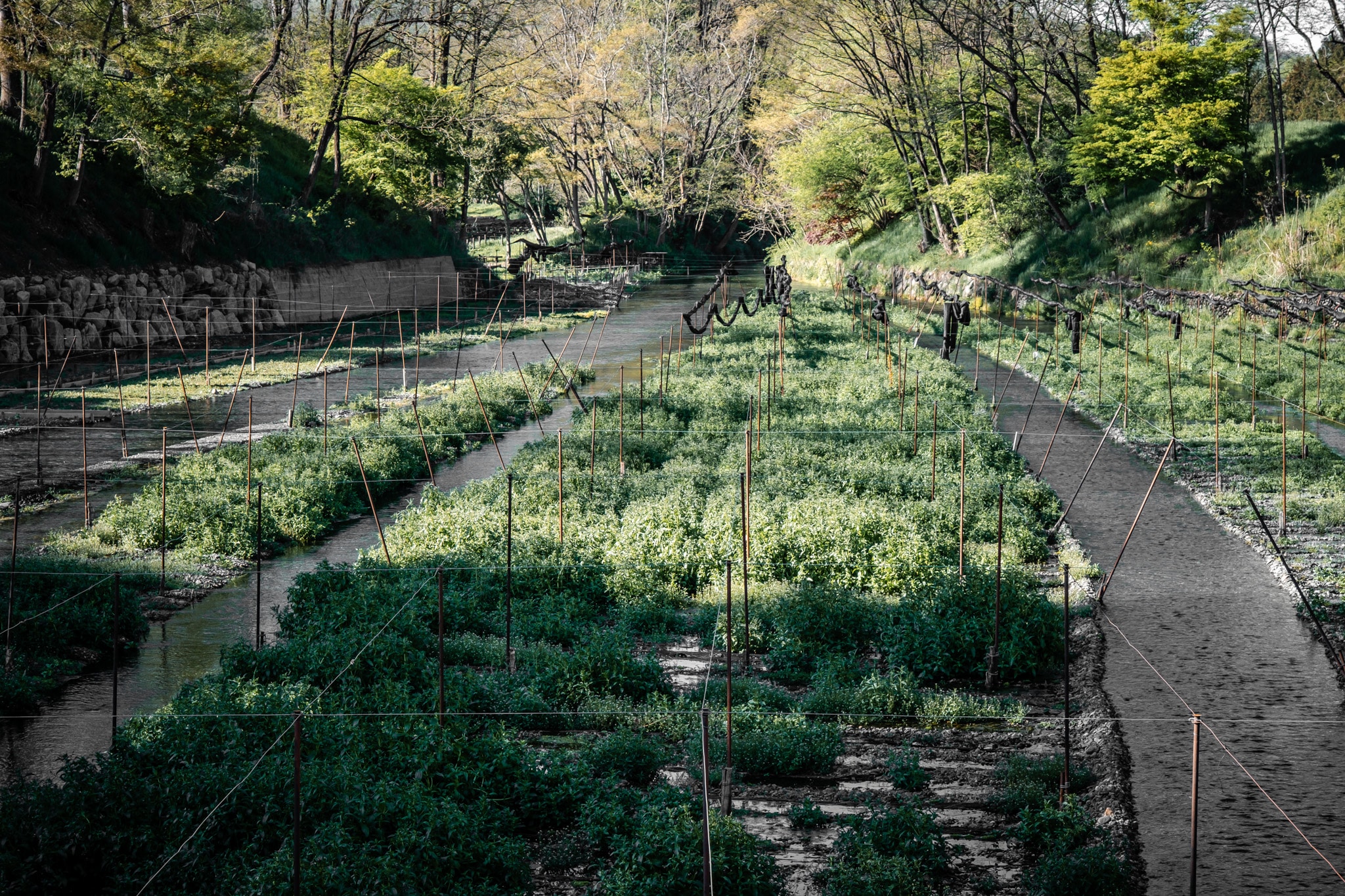 visiter une ferme de wasabi au japon