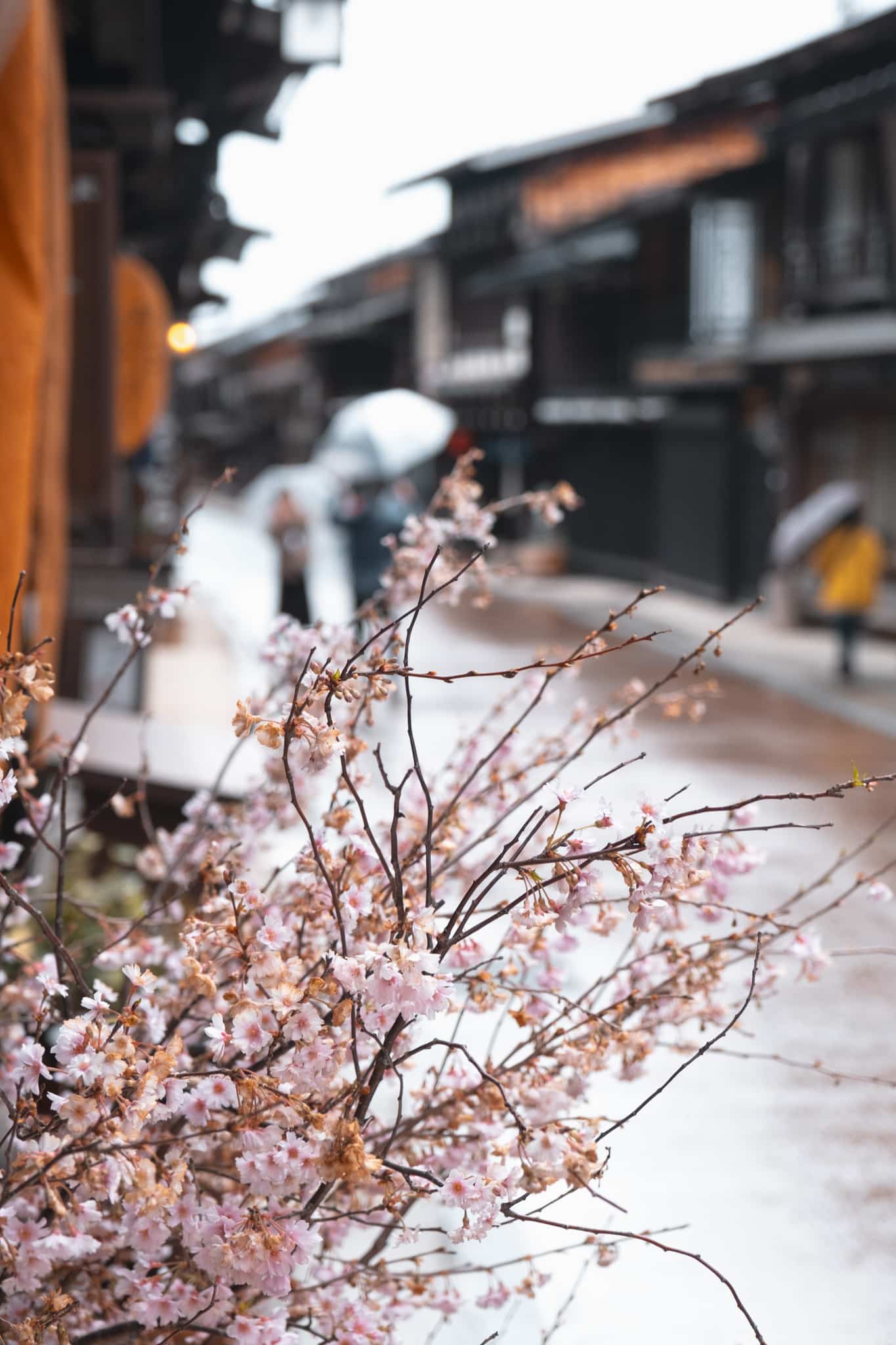 cherry blossom narai juku matsumoto