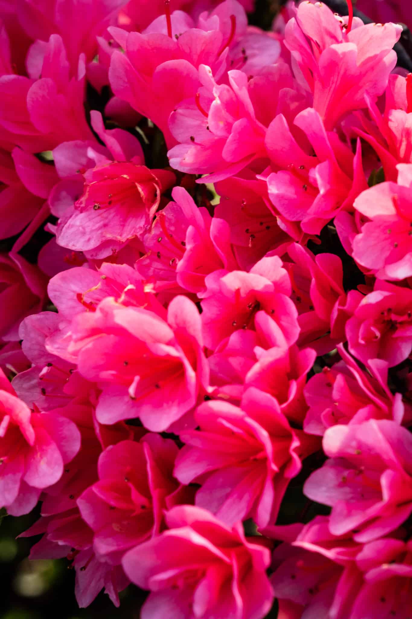 azalés au japon : jardins de Nimomaru