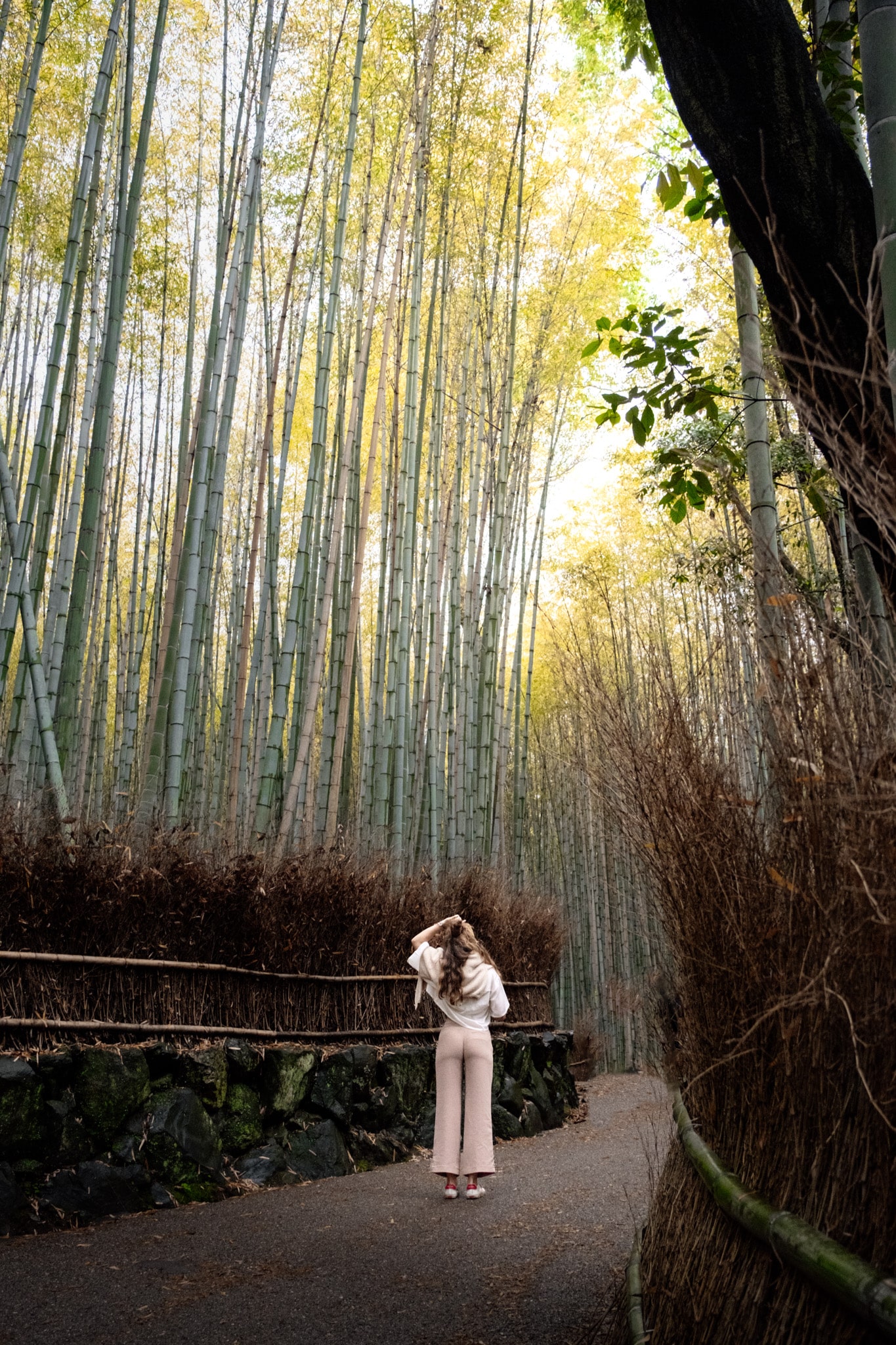 bamboo forest sagano