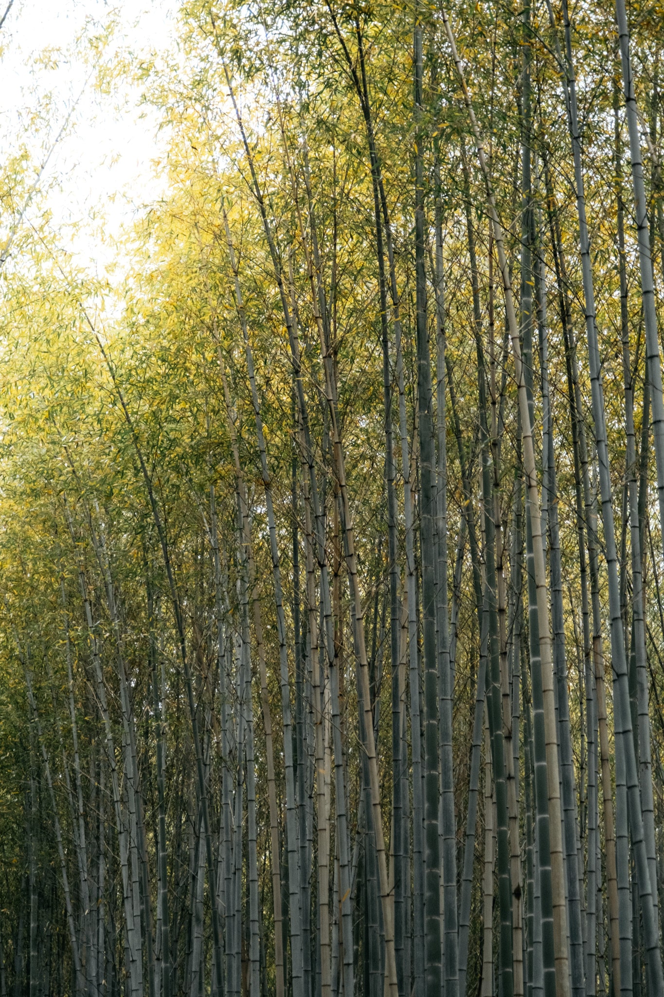 visiter kyoto et la foret de bambous de sagano