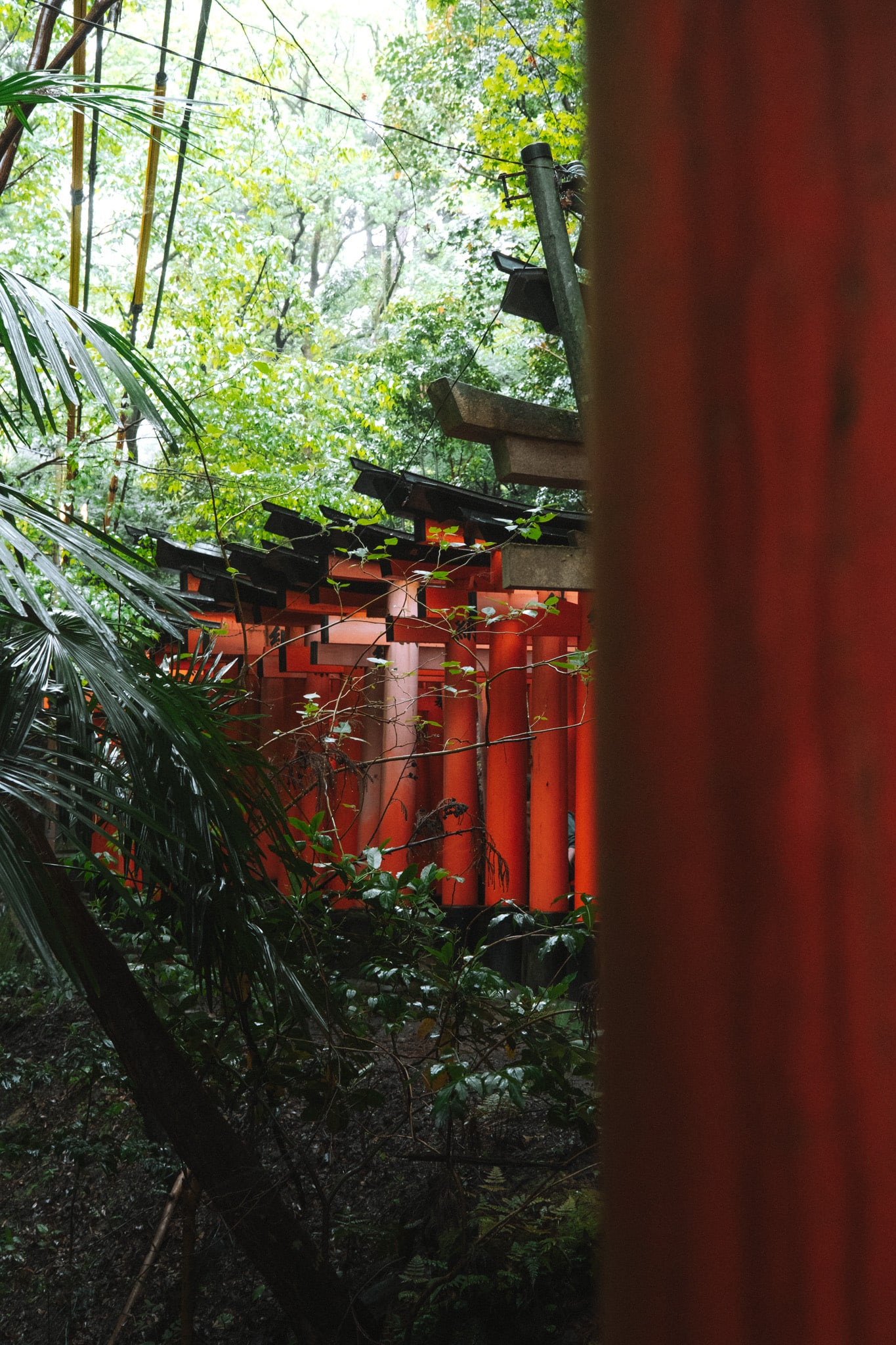 fushimi inari shrine et son chemin des toriis