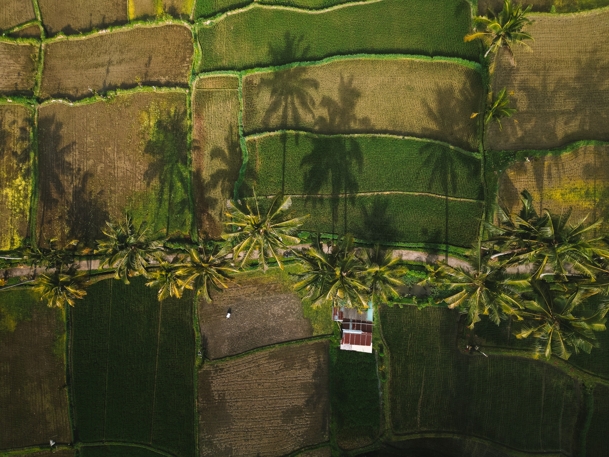 drone de mancingan rice terrace